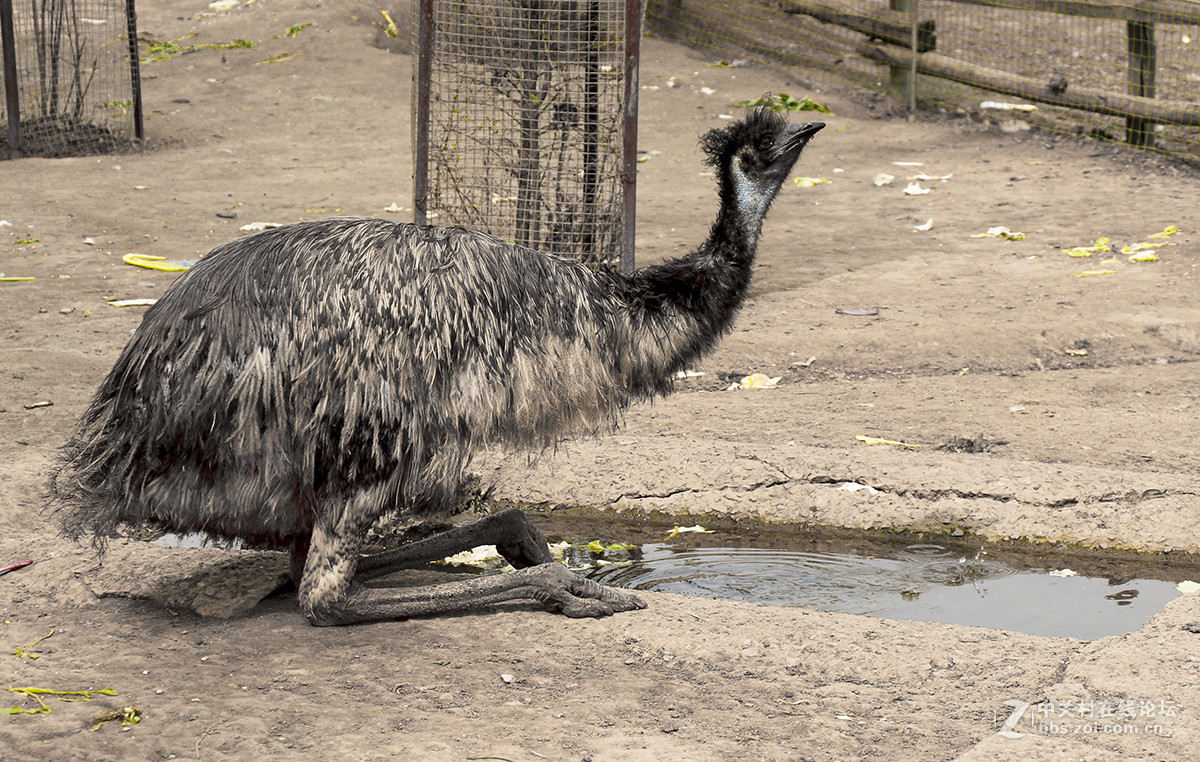 公园游玩抓拍的小动物