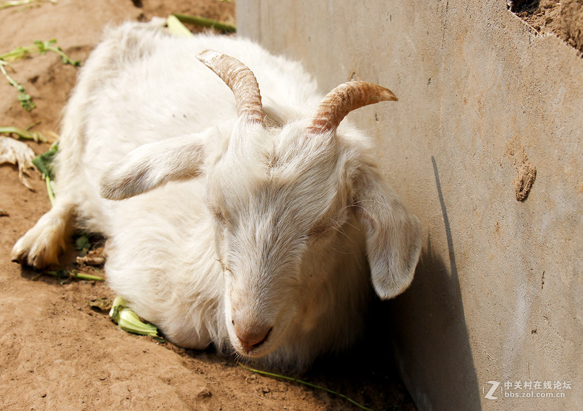 公园游玩抓拍的小动物