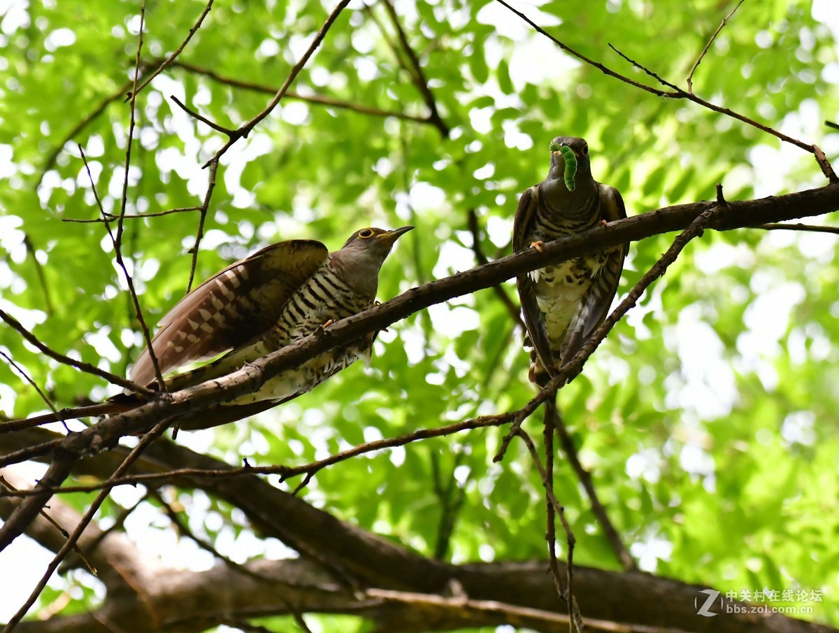 布谷鸟口中夺食