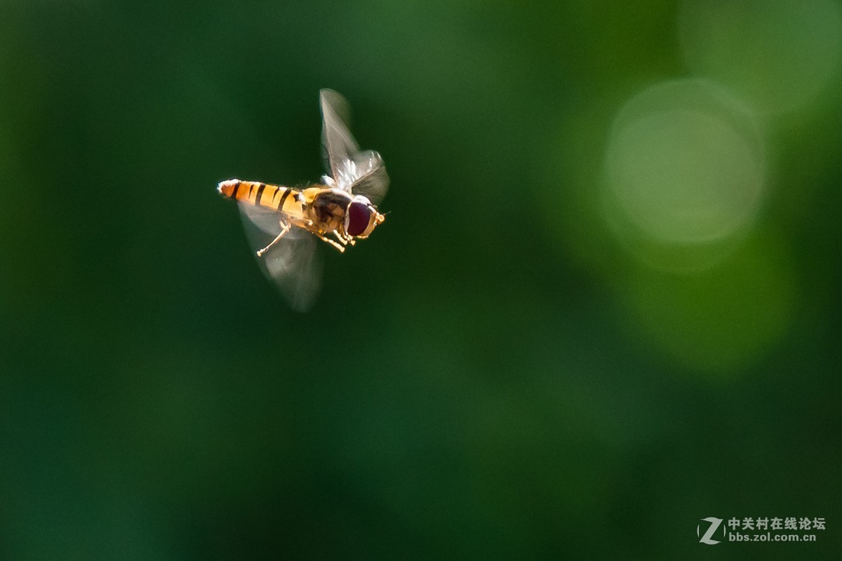 悬飞中的食蚜蝇
