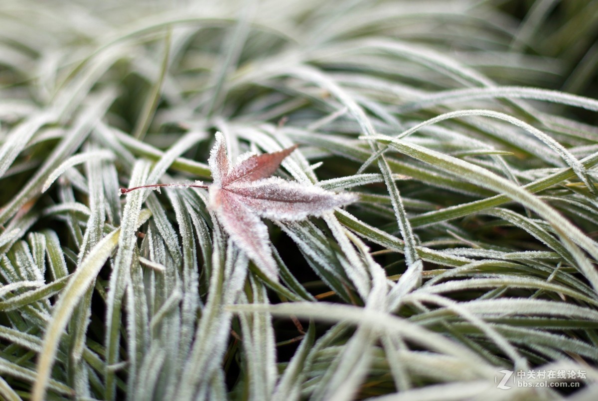 初冬霜白如雪