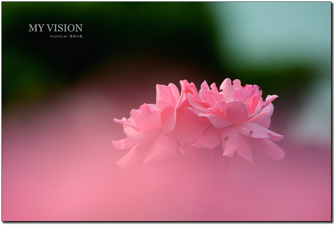 【月季花一组】