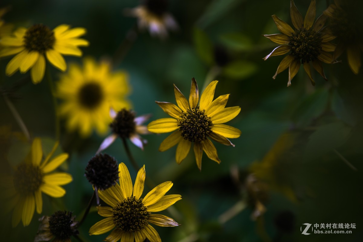 尼康70--200E随拍