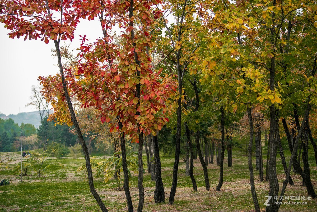 尼康70--200E随拍