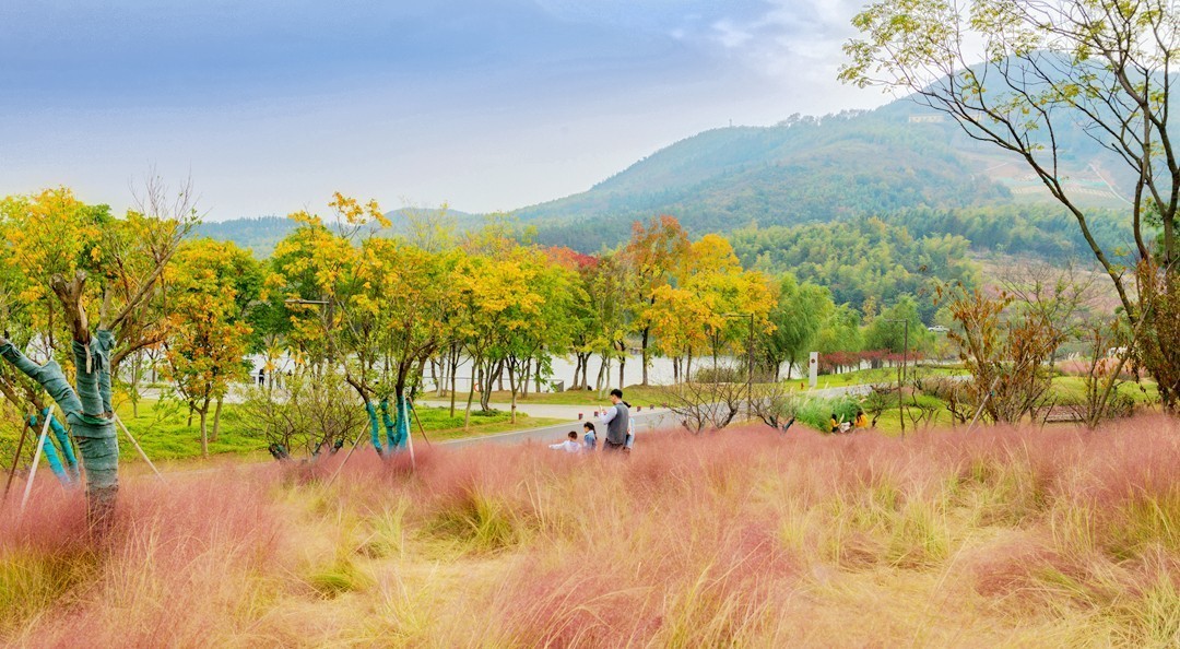 牛首山麓粉黛乱子草随拍