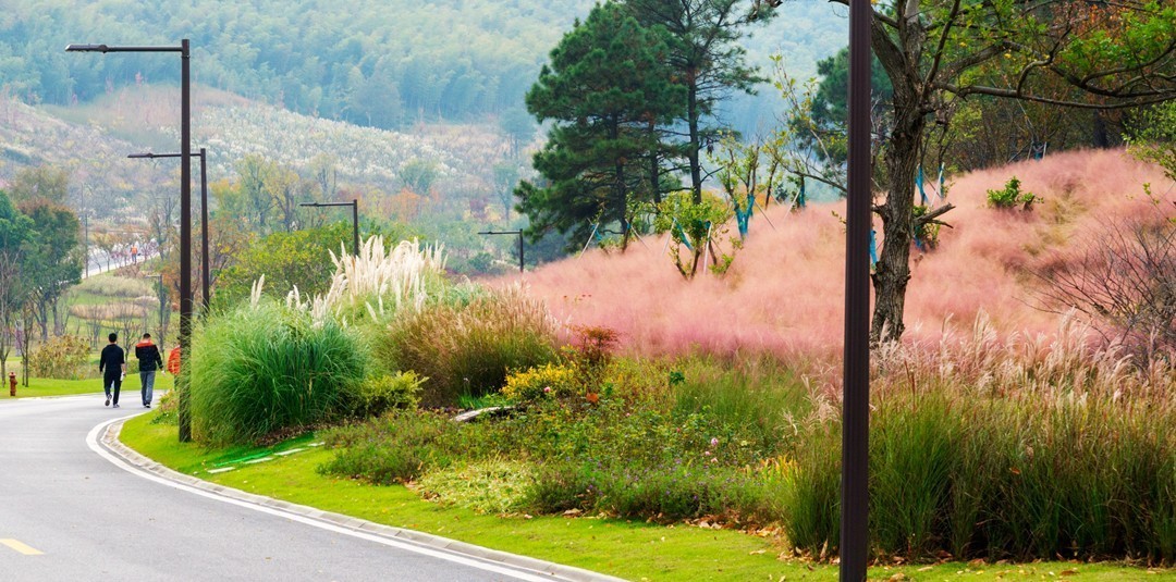 牛首山麓粉黛乱子草随拍
