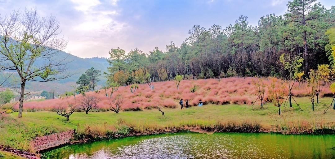 牛首山麓粉黛乱子草随拍