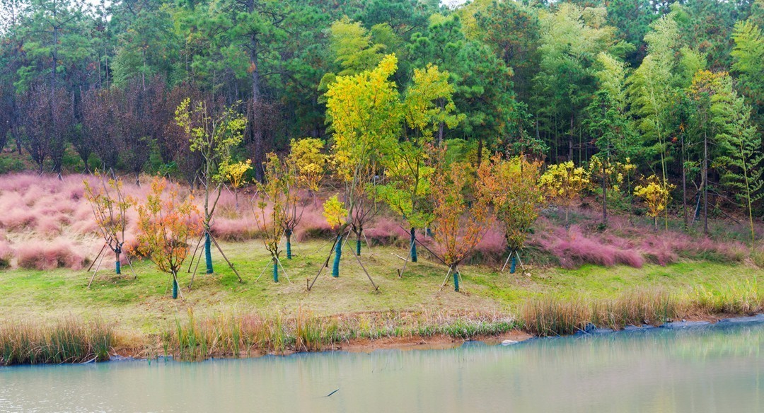 牛首山麓粉黛乱子草随拍