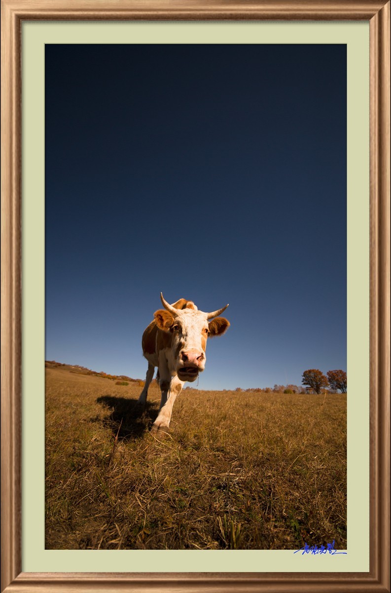 【老张光影】坝上光影（竖版）