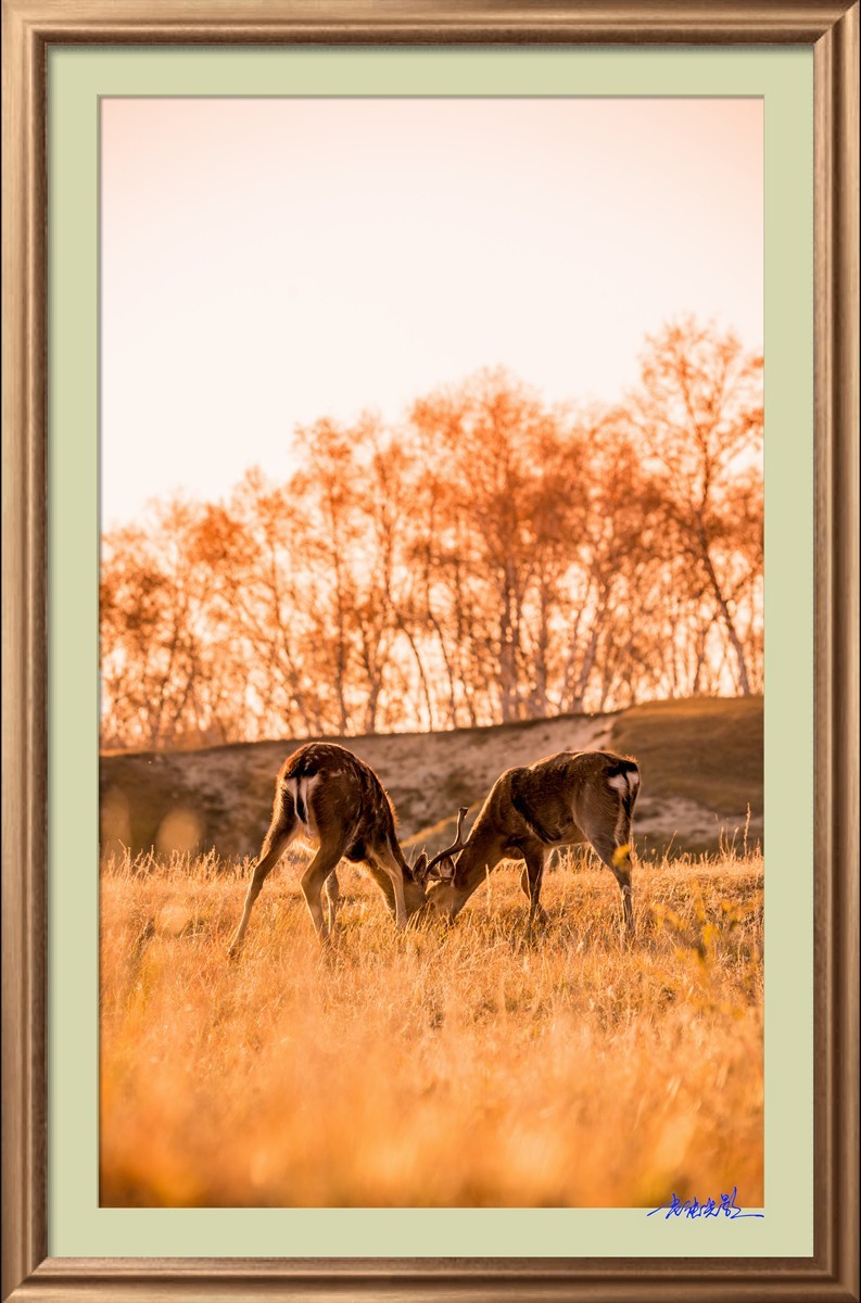 【老张光影】坝上光影（竖版）