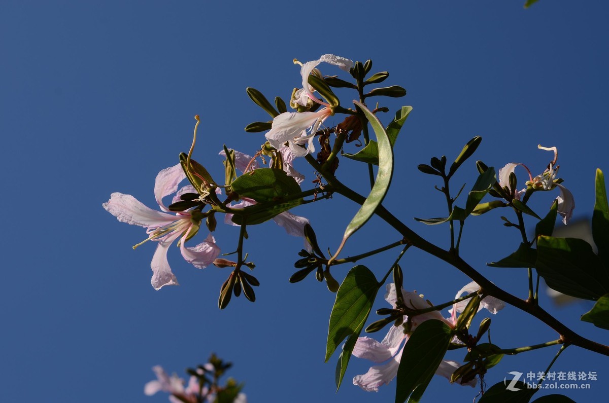 尼康28-70 3.5-4.5D试镜