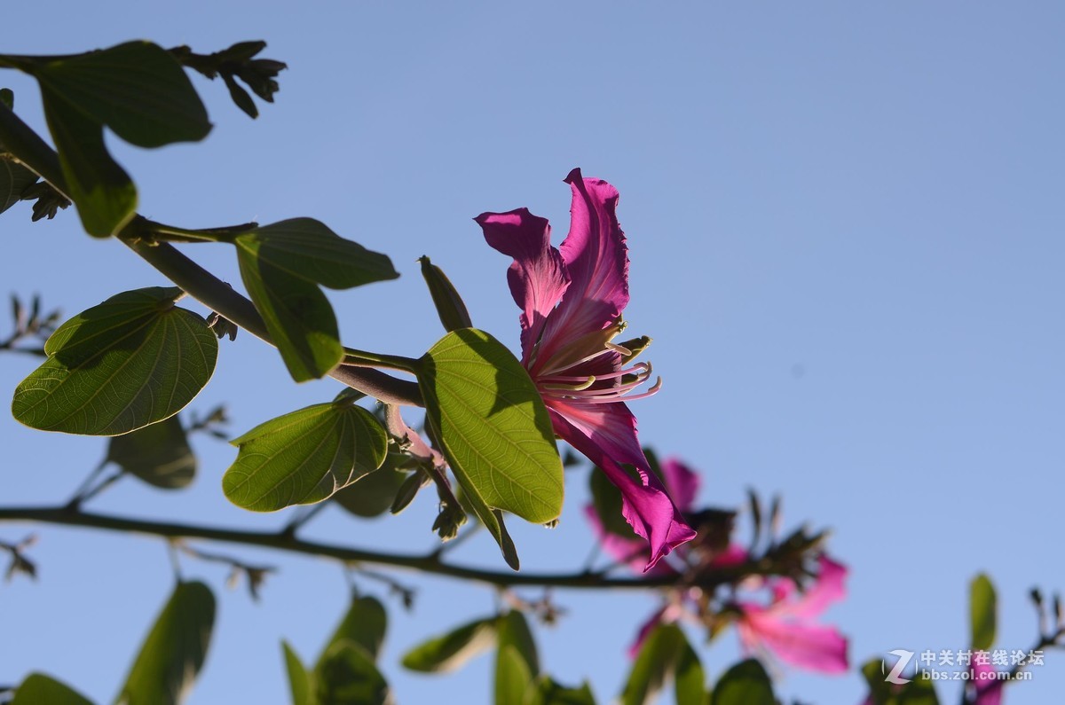 尼康28-70 3.5-4.5D试镜