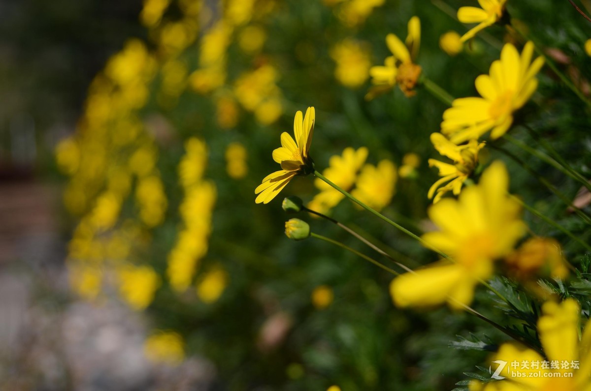 尼康28-70 3.5-4.5D试镜