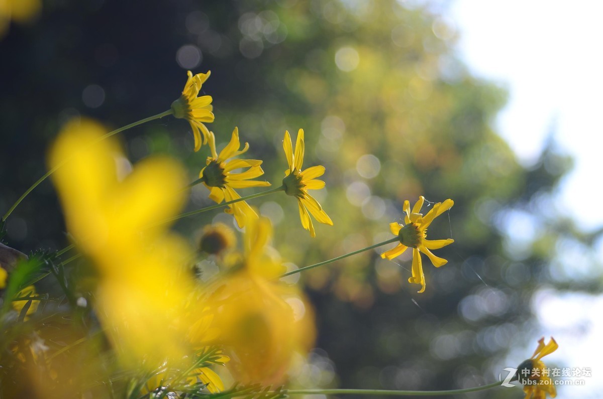 尼康28-70 3.5-4.5D试镜