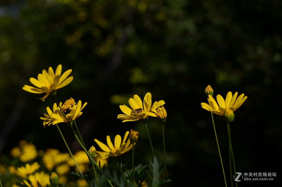 尼康28-70 3.5-4.5D试镜