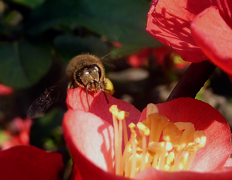 ☆ ☆ 海棠 招蜂 ☆ ☆