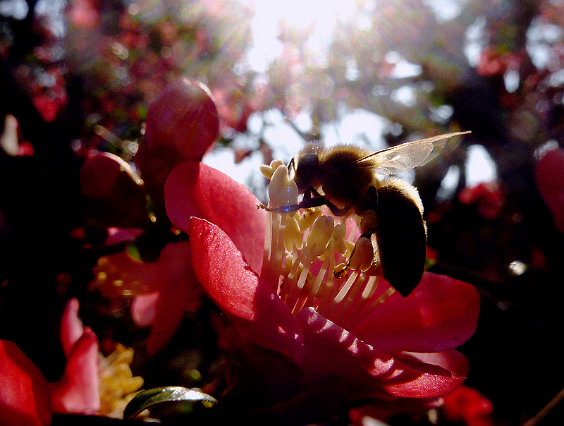 ☆ ☆ 海棠 招蜂 ☆ ☆