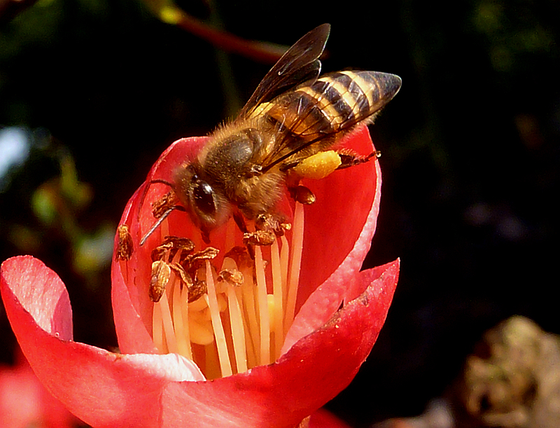 ☆ ☆ 海棠 招蜂 ☆ ☆