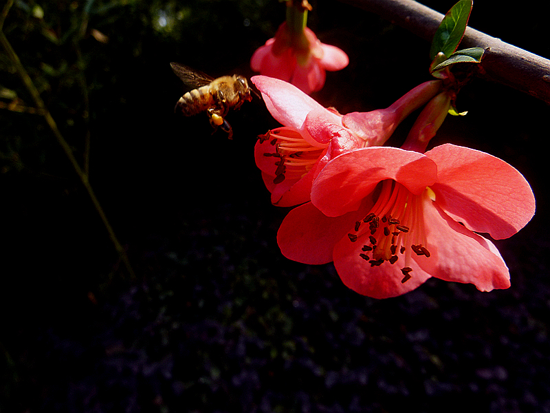 ☆ ☆ 海棠 招蜂 ☆ ☆