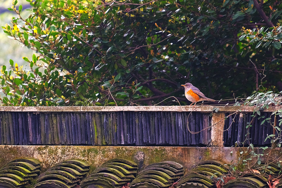 #我镜中的园林（公园）点名评片# ——虎丘春晓（请地理探索老师和闲人阿超老师评