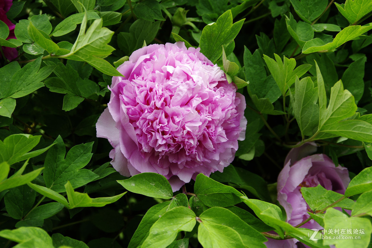 理光老头拍的不知道是不是牡丹花