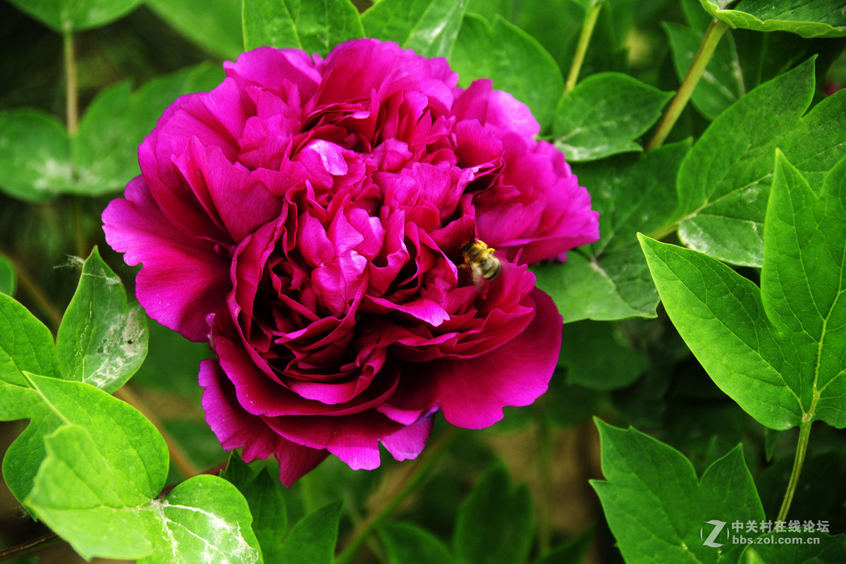 理光老头拍的不知道是不是牡丹花