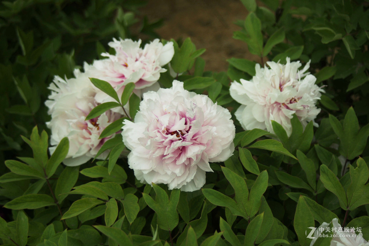 这个是理光头拍的上一个传错了，请宾友们原谅。