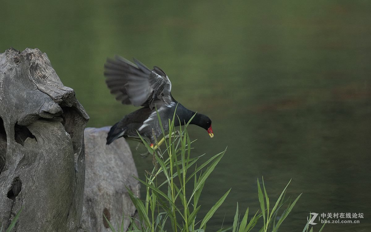 中秋节   发一组黑水鸡在池塘觅食