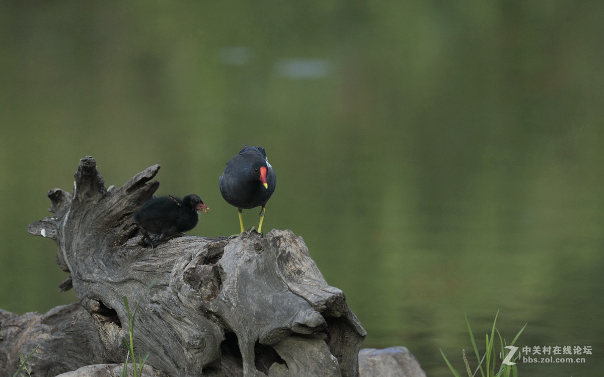 中秋节   发一组黑水鸡在池塘觅食