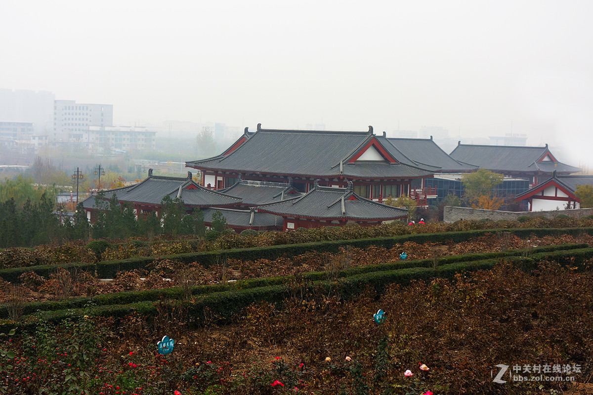 多雾的秋天，月季花也很迷人，（牡丹园游拍）