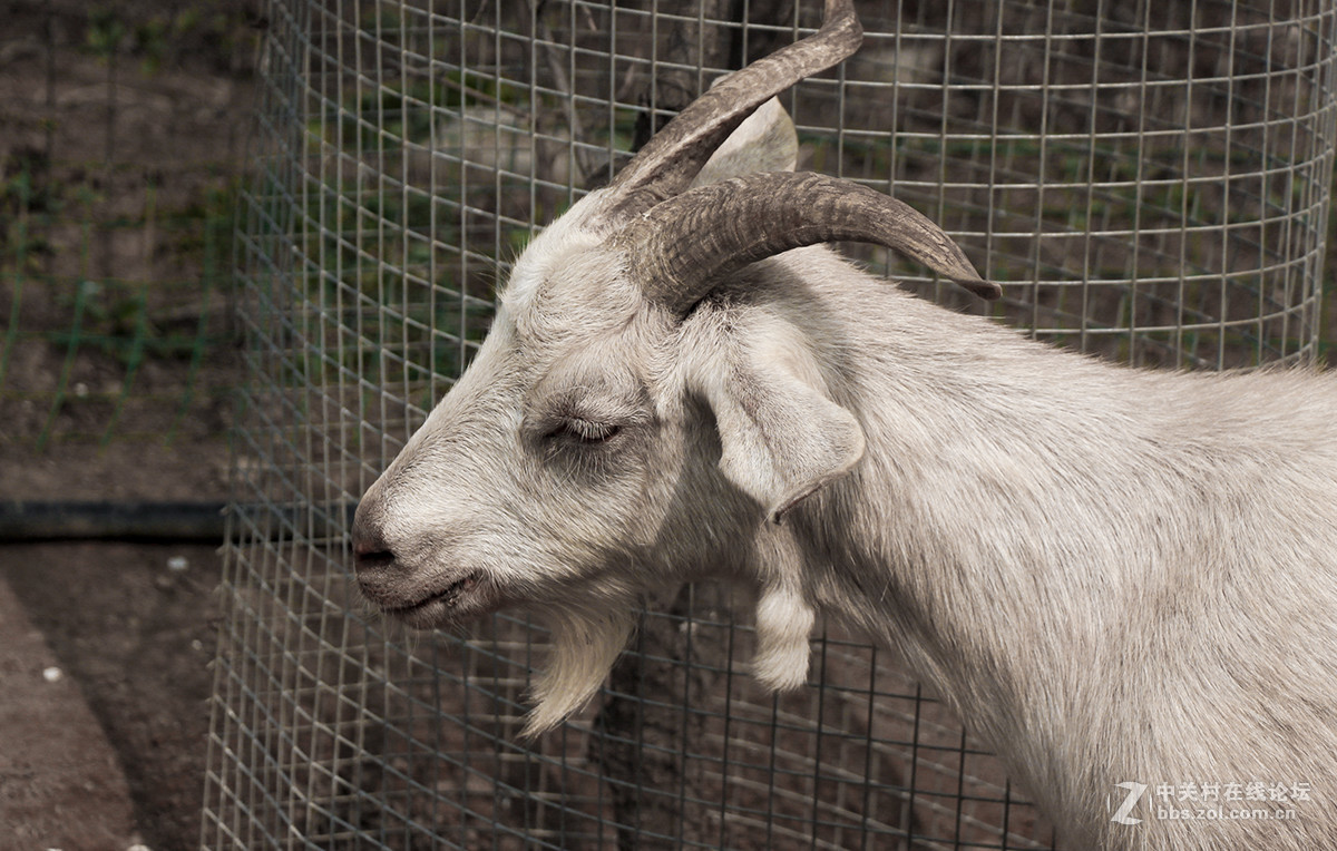 公园游玩抓拍的小动物