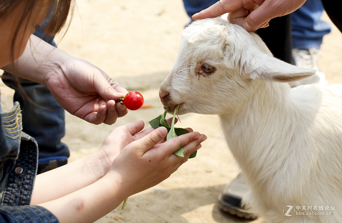 公园游玩抓拍的小动物