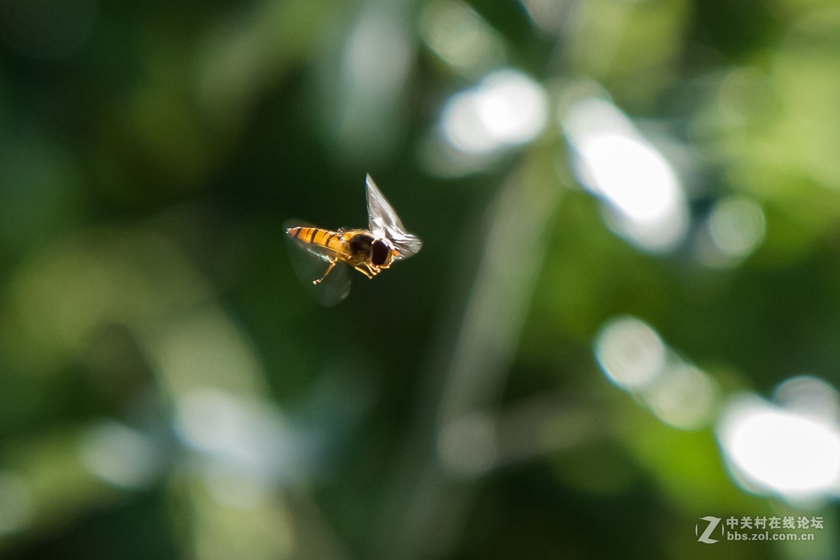 悬飞中的食蚜蝇