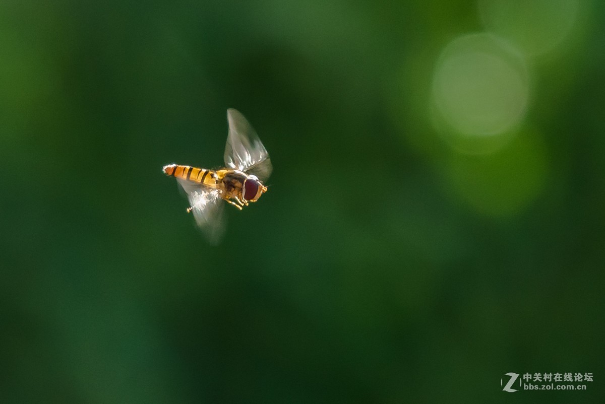 悬飞中的食蚜蝇