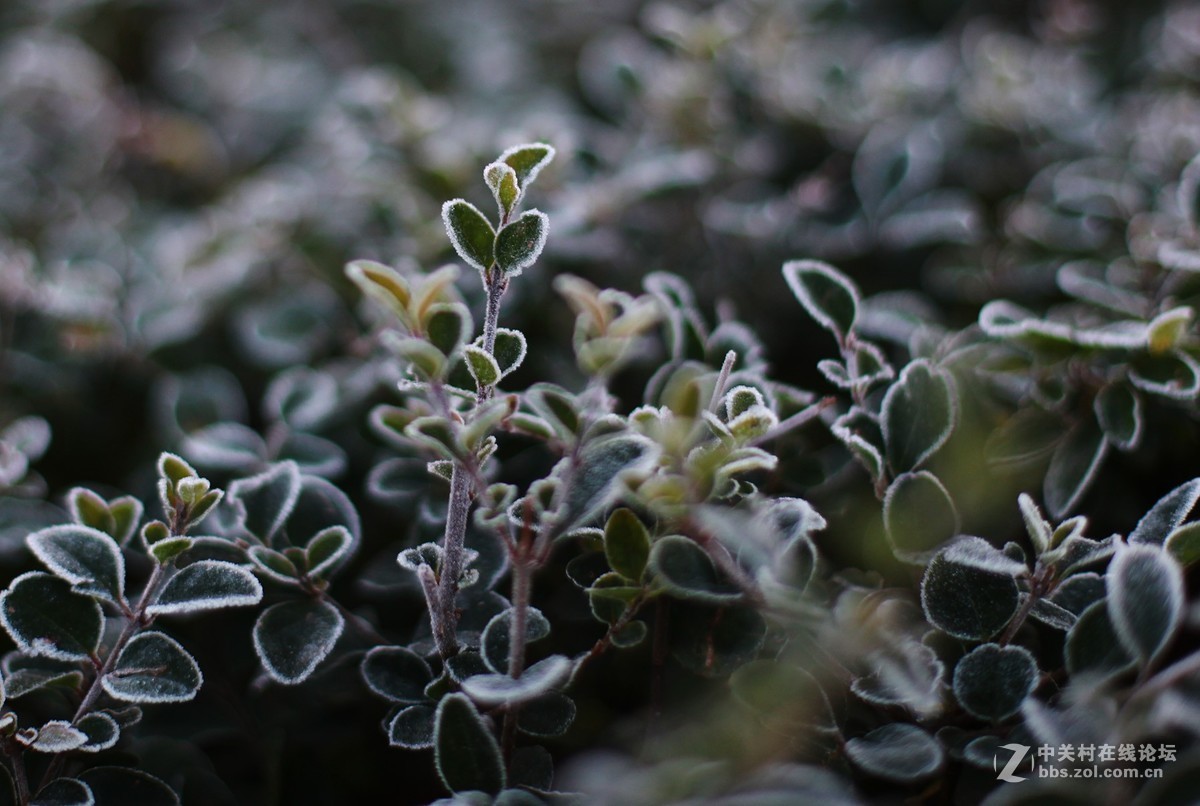 初冬霜白如雪