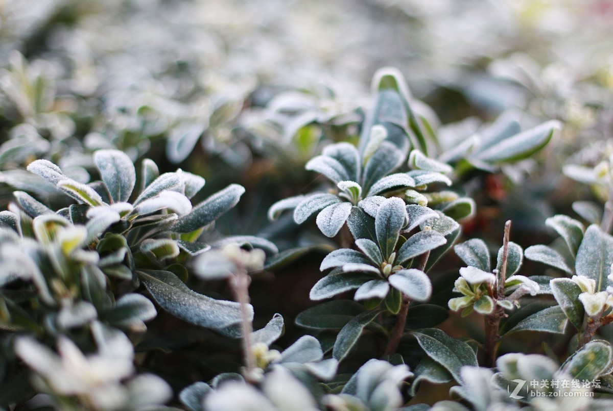 初冬霜白如雪