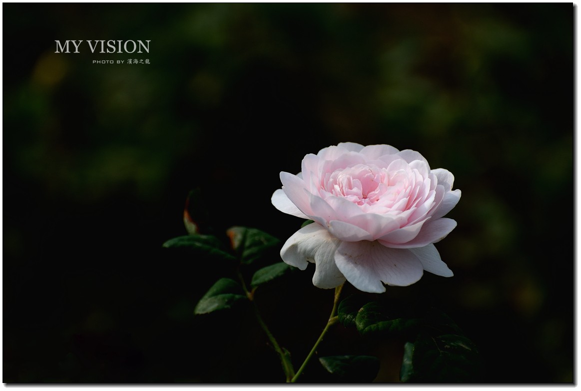 【月季花一组】