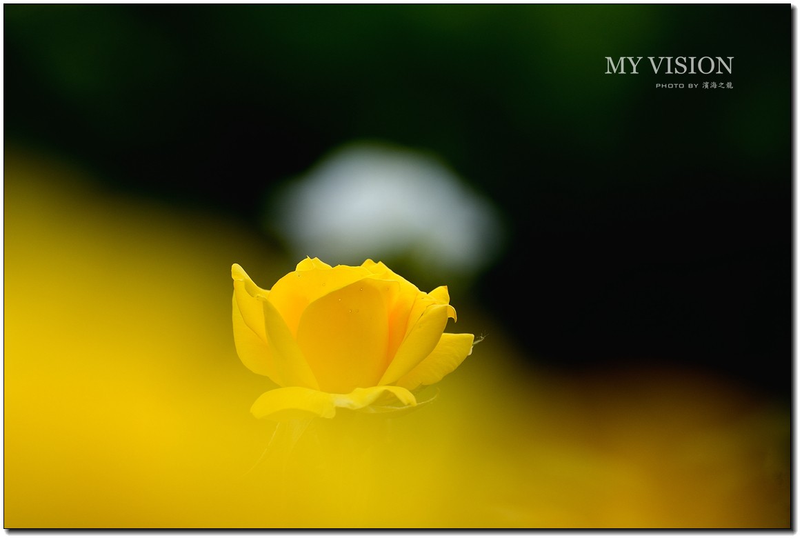 【月季花一组】
