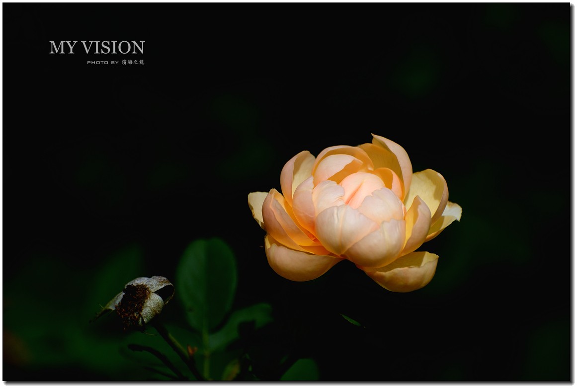 【月季花一组】