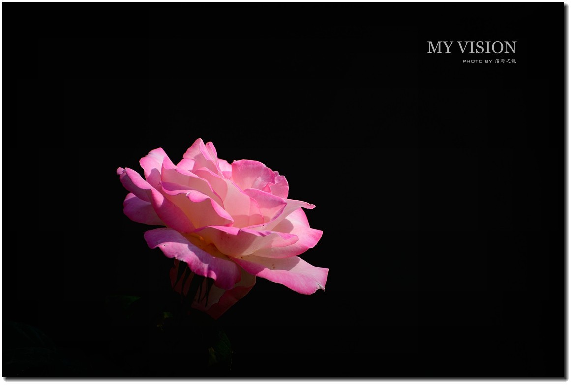 【月季花一组】