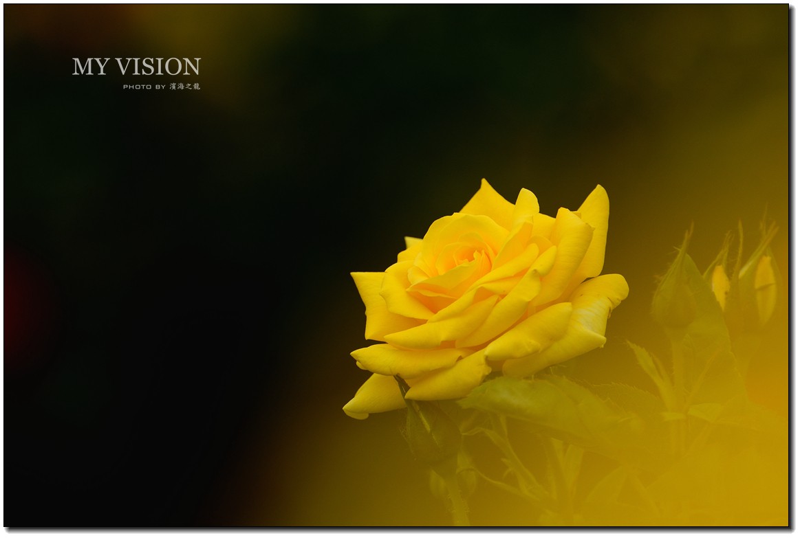 【月季花一组】