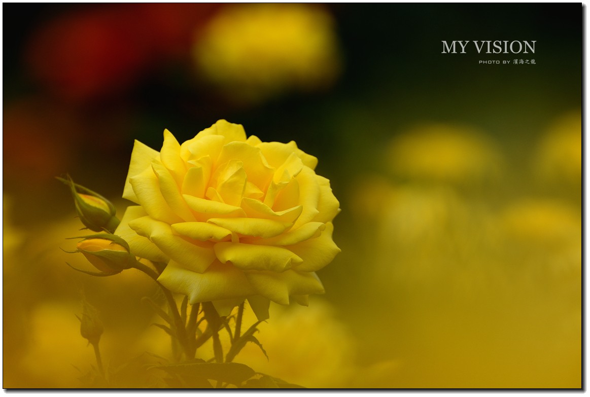 【月季花一组】