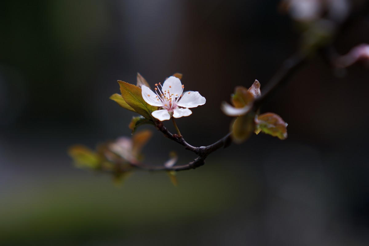 红叶李花