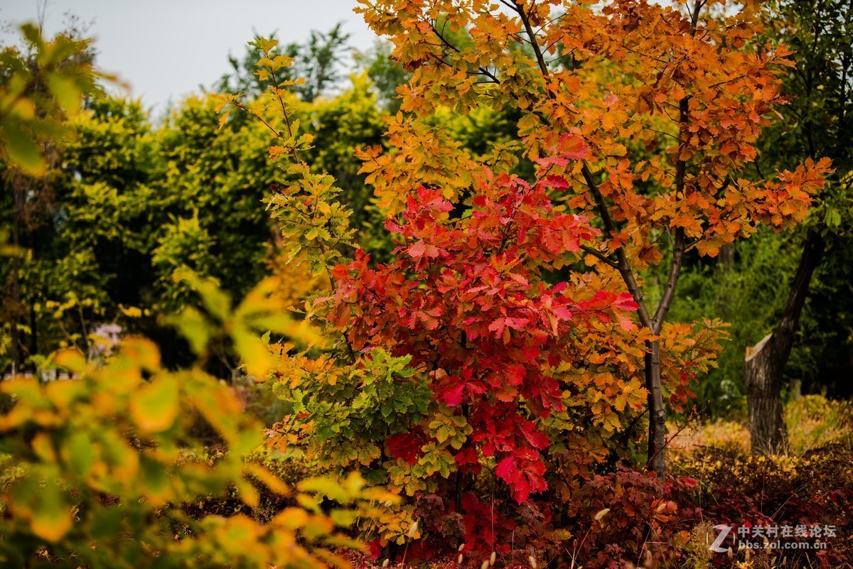 尼康70--200E随拍
