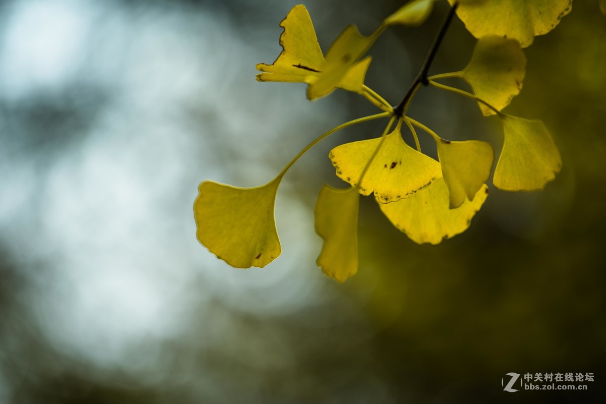 尼康70--200E随拍