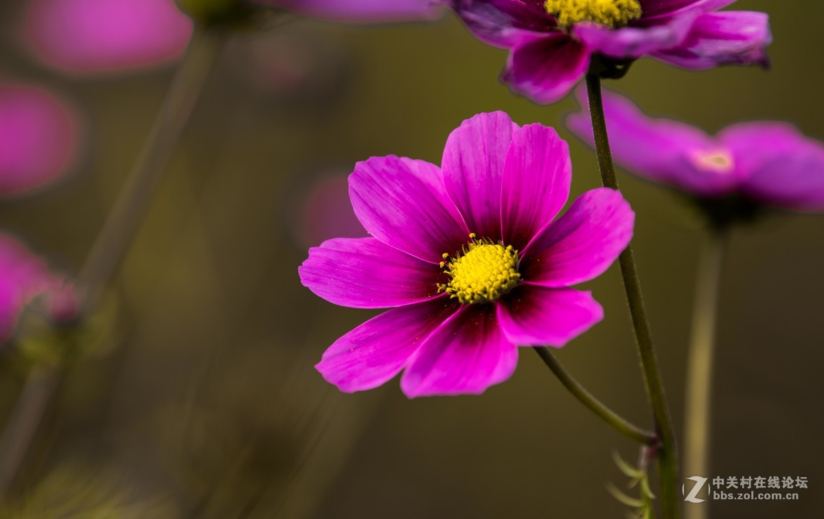 尼康70--200E随拍