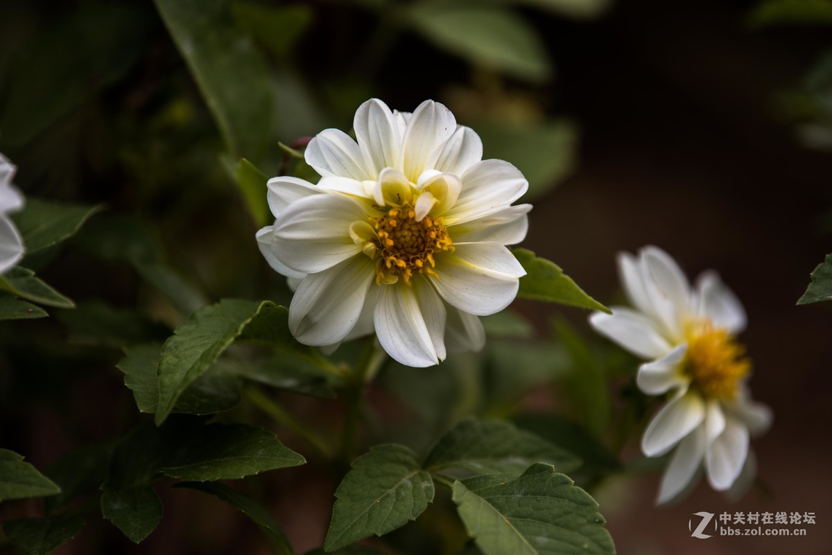 尼康70--200E随拍