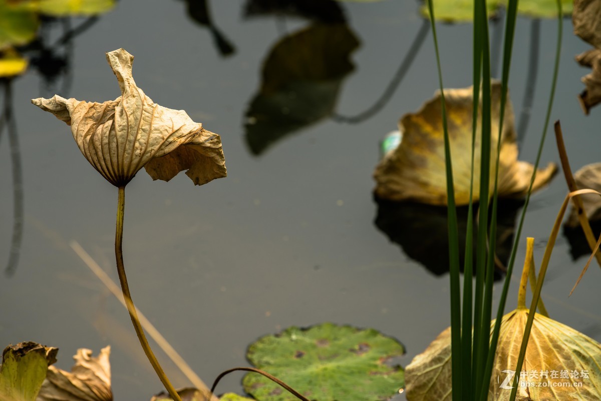 尼康70--200E随拍