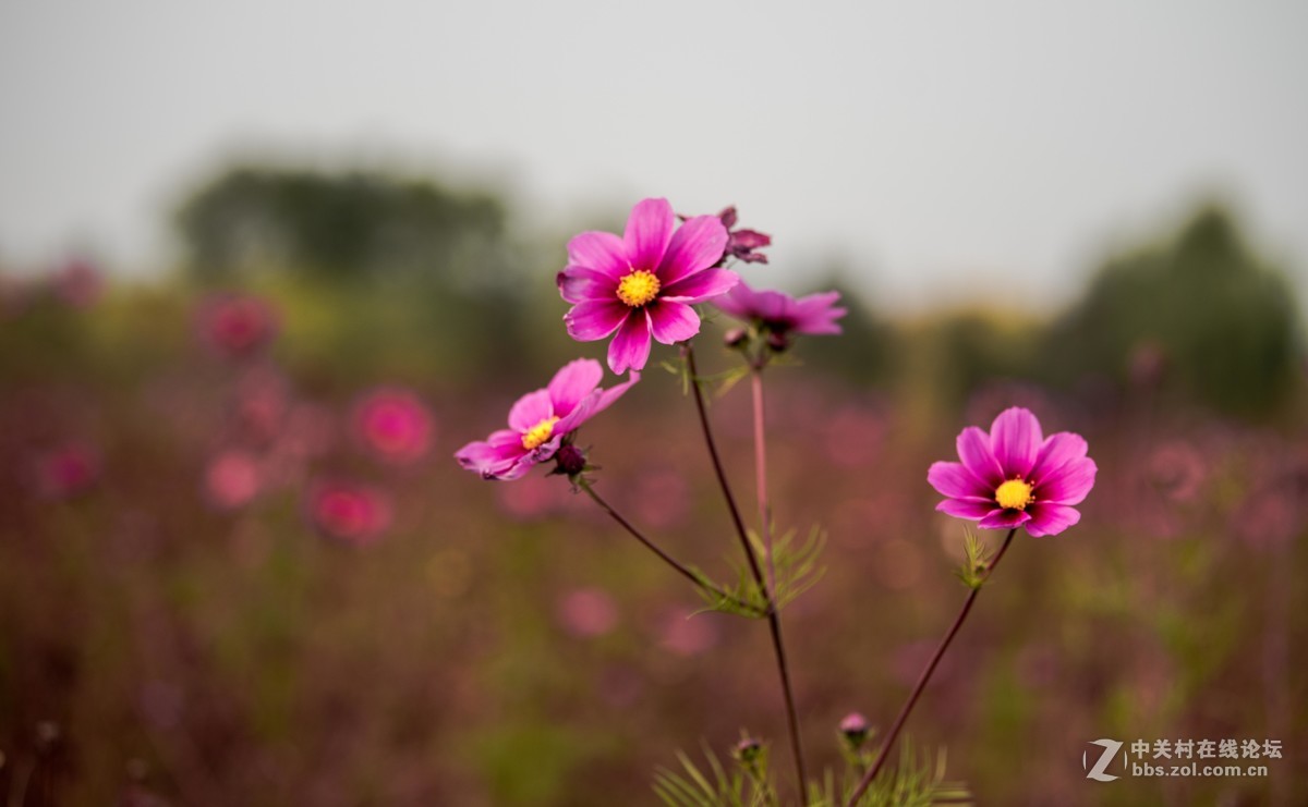 尼康70--200E随拍