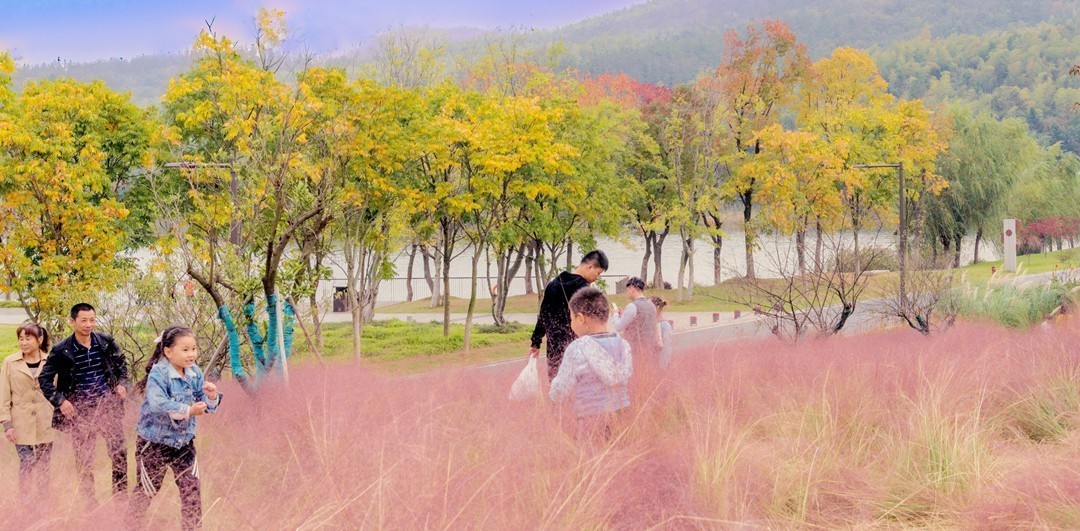 牛首山麓粉黛乱子草随拍